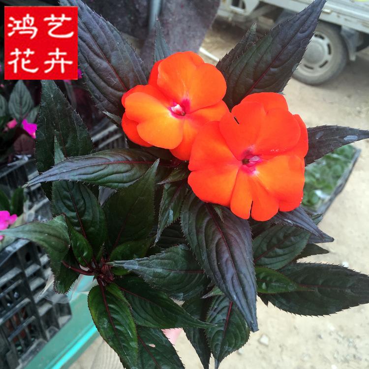 大量批发盆栽凤仙花 园林观赏凤仙花 青州凤仙花基地 厂家直销