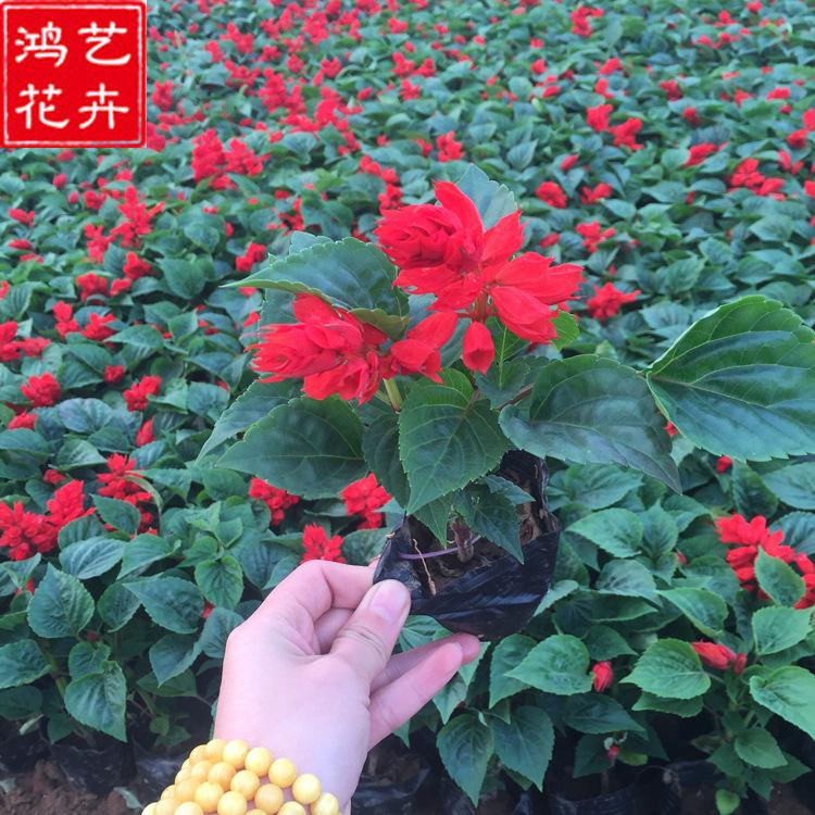 批发盆栽一串红  青州草花一串红基地  一二年生花卉一串红