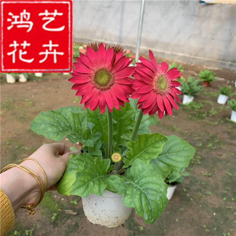 非洲菊种苗 基地供应鲜切多色大花多花园林绿化装饰非洲菊种苗