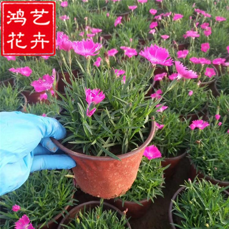 欧石竹 开花的草坪 ##石竹 耐寒耐干旱耐踩踏 花海绿化宿根花卉