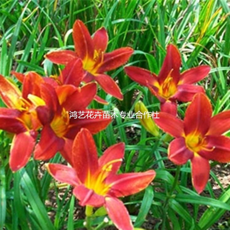 批发红运萱草 宿根花卉地被红运萱草 公园花坛红运萱草 量大优惠