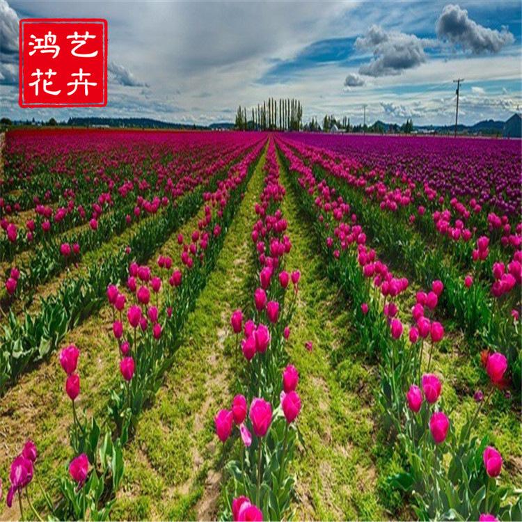 郁金香种球种苗 郁金香批发基地 郁金香价格 鸿艺