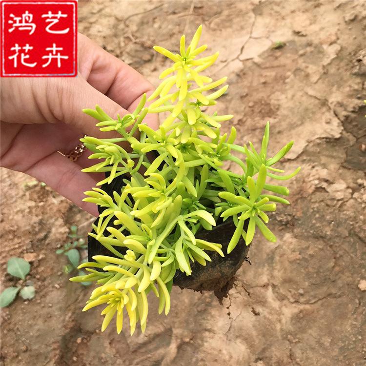 金叶佛甲草盆栽 耐热耐寒 观赏隔热绿化植物 草坪金叶佛甲草