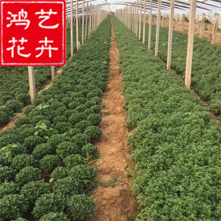 批发国庆菊 盆栽植物 景观 租摆菊花花卉 造型菊花 国庆菊价格