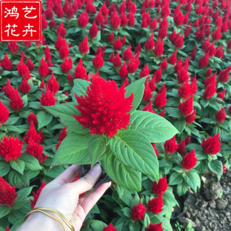 批发鸡冠花 一二年生花卉一支笔鸡冠花花坛盆栽 园林小区庭院绿化