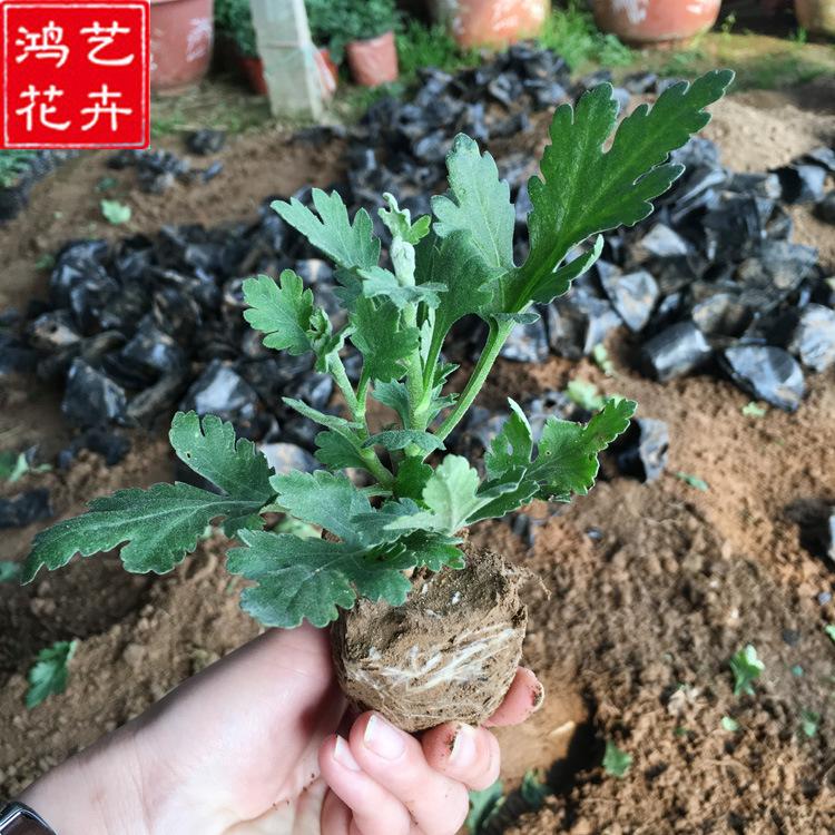 大菊花盆栽庭院阳台花坛庭院植物花卉 批发鲜菊花九月菊小盆菊