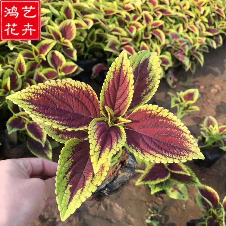 基地直销彩叶草 盆栽花坛园林城市绿化 批发一二年生花卉彩叶草