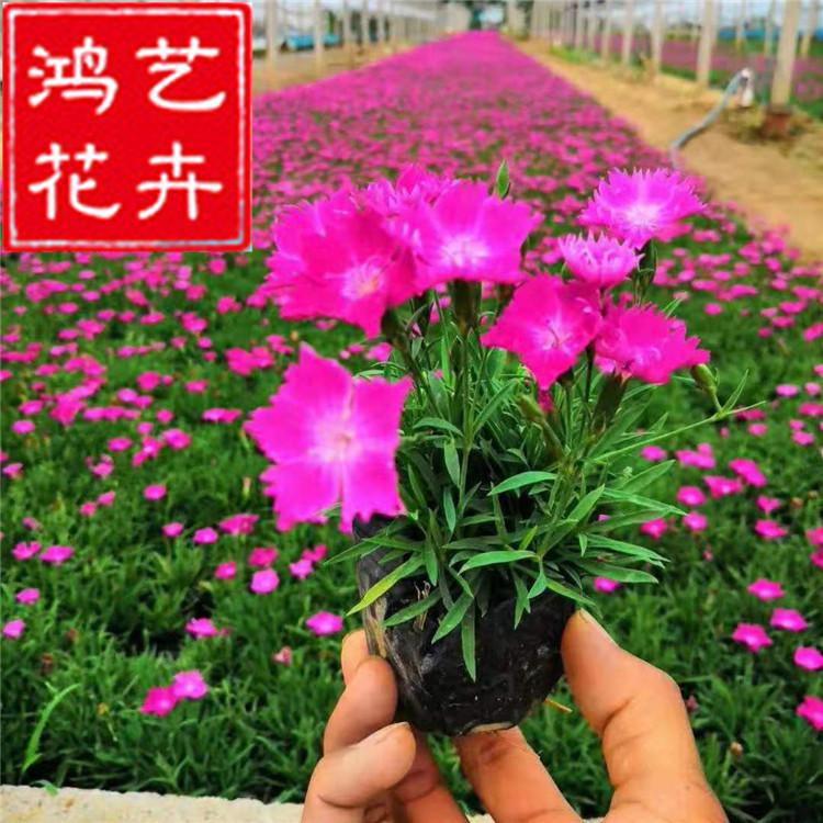 厂家直销 欧石竹 营养袋欧石竹 穴盘欧石竹花期长适应力强