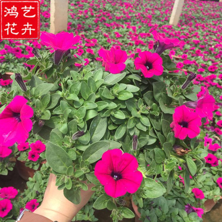 批发垂吊牵牛 庭院绿化盆栽花海景观 基地直销垂吊矮牵牛