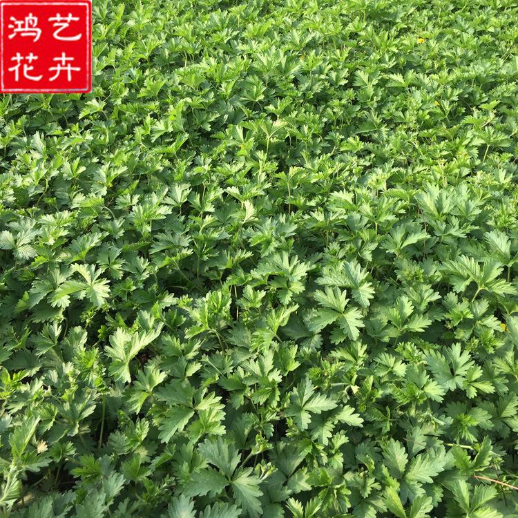 批发萎陵菜 花坛庭院园林工程绿化 萎陵菜盆栽 量大优惠