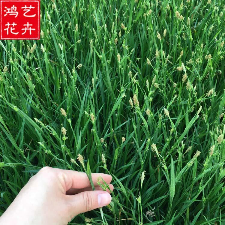 崂峪苔草 盆栽花坛观叶植物园林绿化 批发崂峪苔草 量大从优