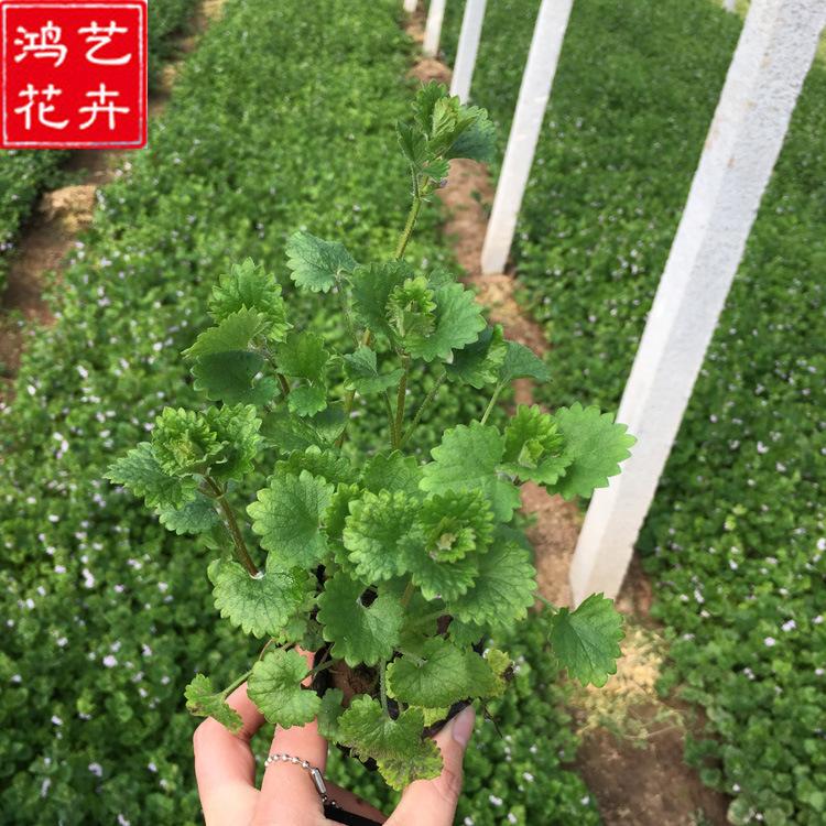 批发连钱草盆栽花卉 园林庭院工程绿化 批发连钱草量大优惠