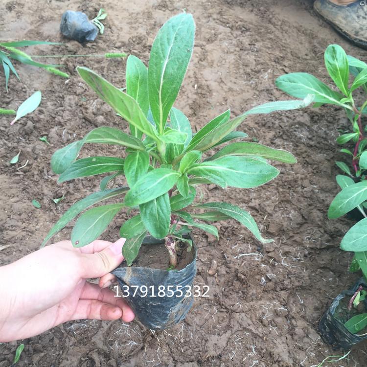 种植基地供应各种冬季草花 一二年生草花千日红  千日红  便宜千日红基地