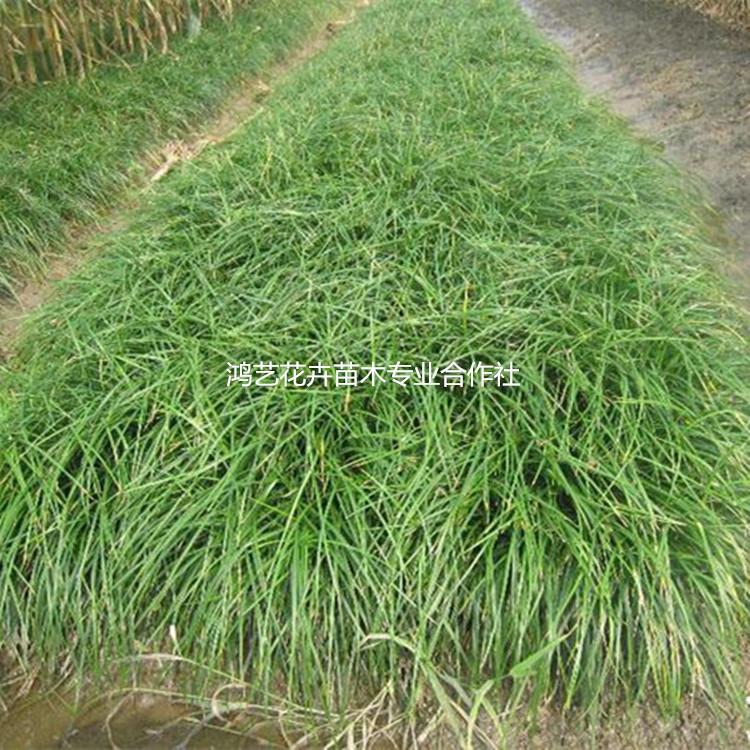 批发宿根花卉盆栽麦冬 公园盆栽多年生草本麦冬 批发麦冬量大优惠