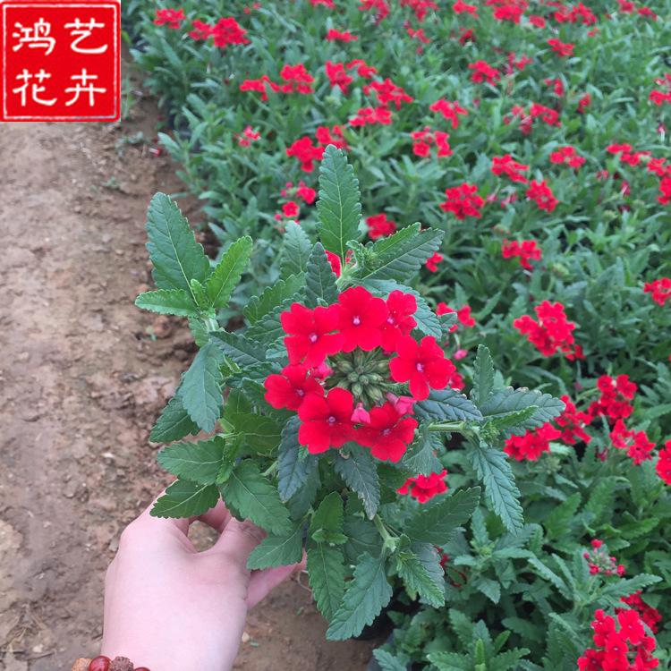 批发盆栽美女樱  一二年生草花公园庭院小区绿化 青州花卉美女樱
