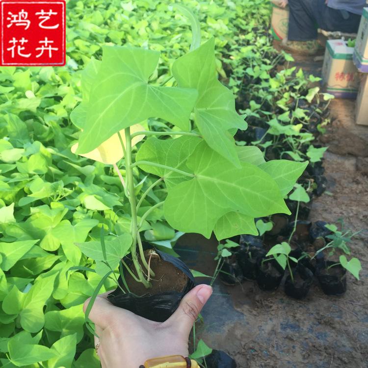 批发金叶薯 花坛盆栽金叶薯 青州多年生草本金叶薯基地 批发优惠