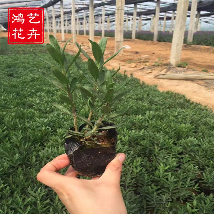 芳草植物 薰衣草地被植物观赏花草薰衣草花卉景观直销花海工程花