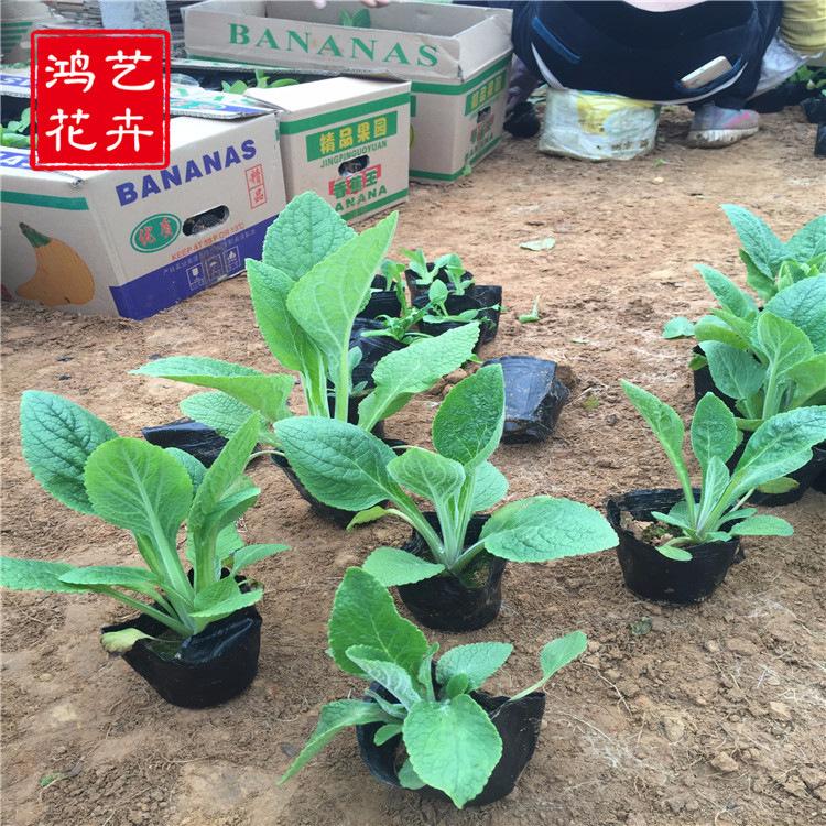 批发宿根花卉毛地黄 耐寒 春夏秋播 盆栽阳台易活 量大从优