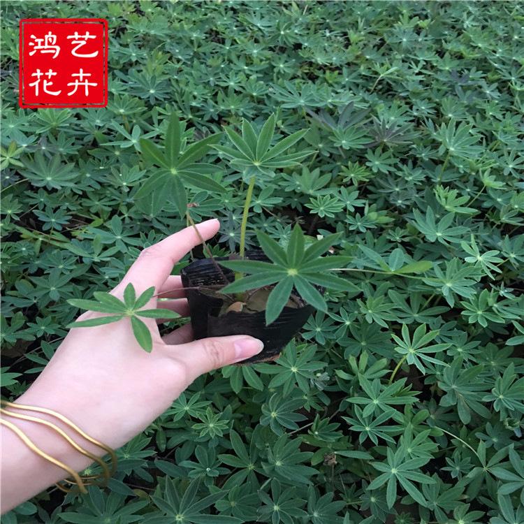 供应鲁冰花种子 园林工程花草公园花海 混色观赏性强 量大优惠