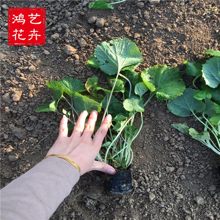 二月兰种籽园林绿化景观春播四季耐阴耐寒花卉二月兰批发