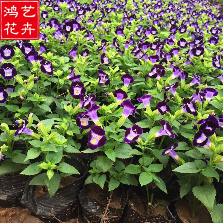 基地供应夏瑾苗 花坛盆栽园林景观绿化 批发夏瑾苗