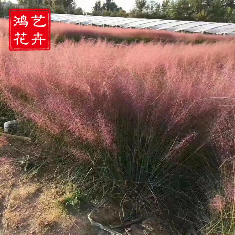 粉黛乱子草 盆栽苗 基地直销 多年生暖季型草本 高档观赏草价格