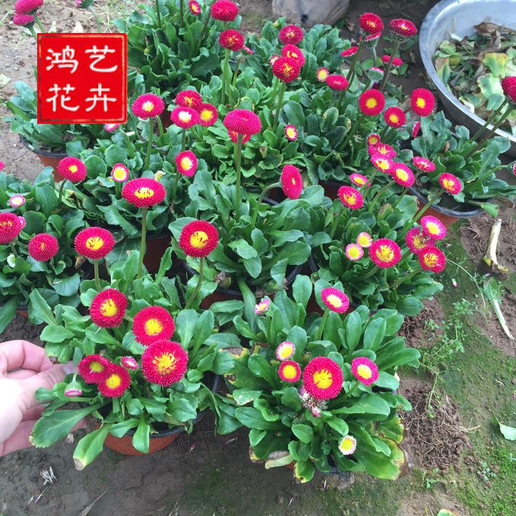 一二年生花卉草本雏菊  青州草花雏菊基地  批发四季草花盆栽雏菊