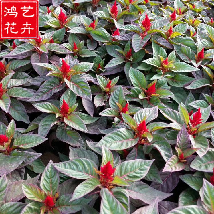 世纪红鸡冠花 时令草花一二年生花卉 花坛庭院盆栽 批发鸡冠花