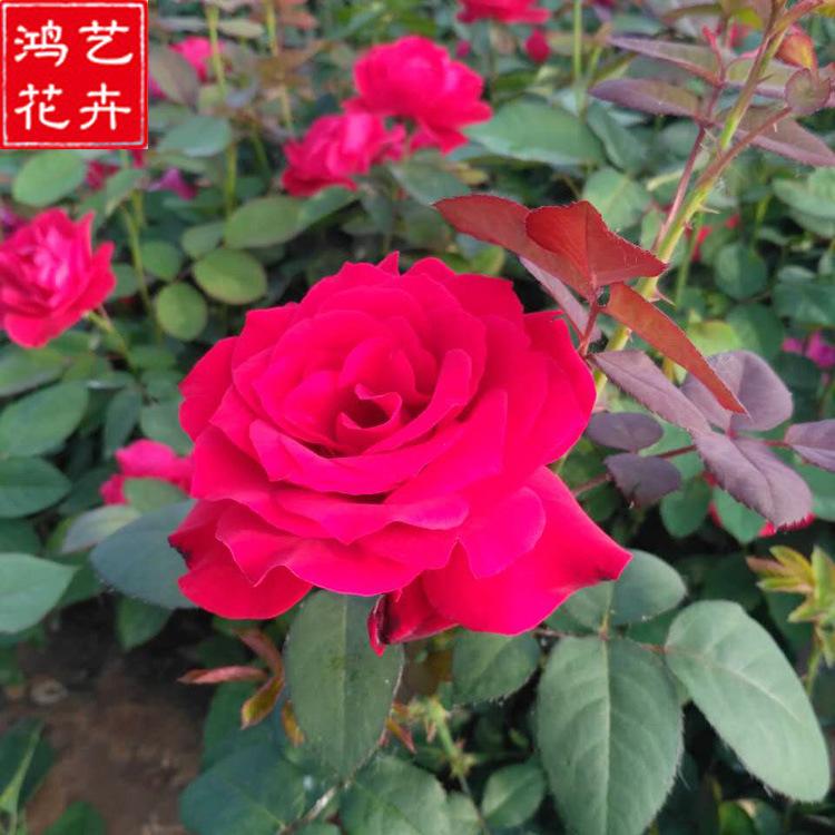 基地直销玫瑰月季 公园花坛盆栽园林花海工程 批发红色玫瑰月季
