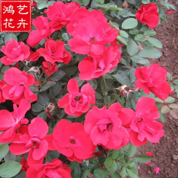 大花月季花苗小苗 庭院阳台花坛盆栽花卉 批发大花藤本月季