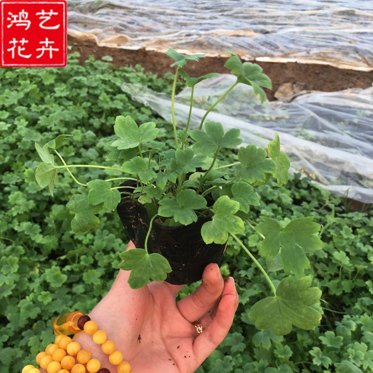 批发多年生大花飞燕草 耐寒园林景观绿化工程观花植物