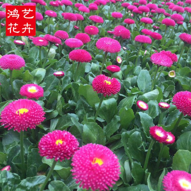 批发雏菊 雏菊价格 雏菊小苗 全国热卖