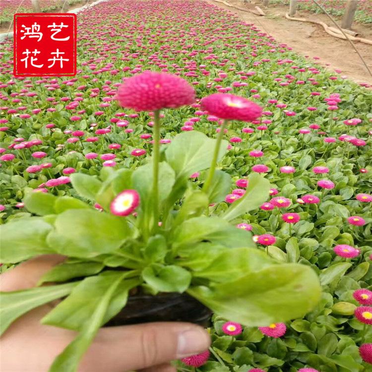 雏菊 大量批发雏菊 青州草花基地 厂家直销雏菊