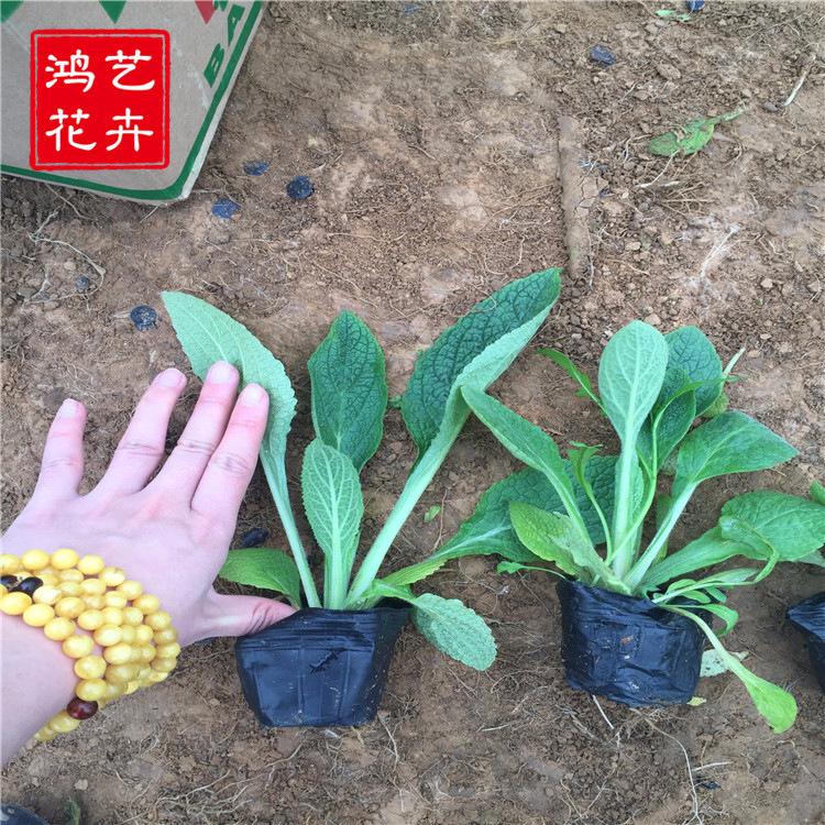 花卉种子 毛地黄 自由钟 洋地黄 毛地黄种子批发 厂家直销