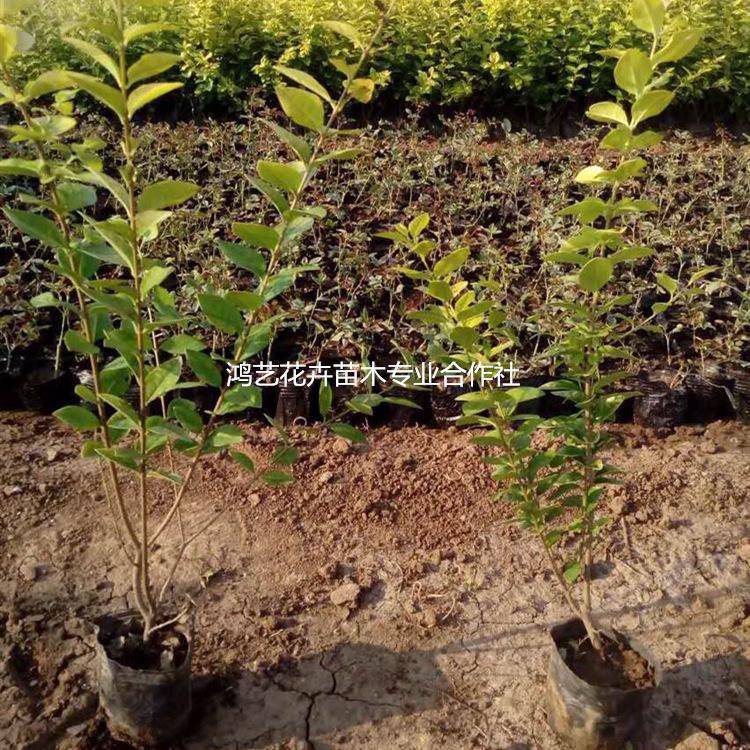 大量出售园林绿化金叶女贞苗木  盆栽金叶女贞基地 批发金叶女贞