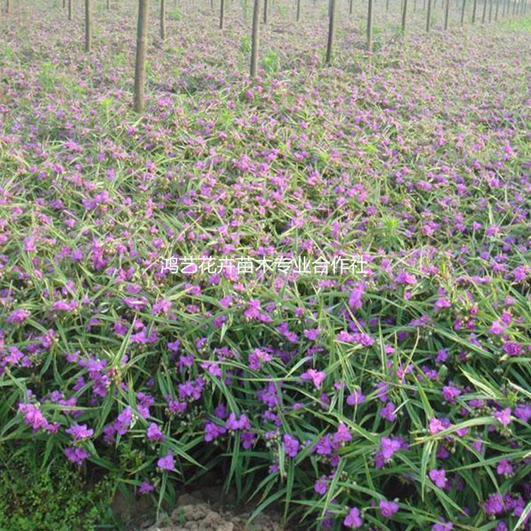 批发多年生紫露草 青州宿根花卉紫露草 盆栽紫露草基地 量大优惠