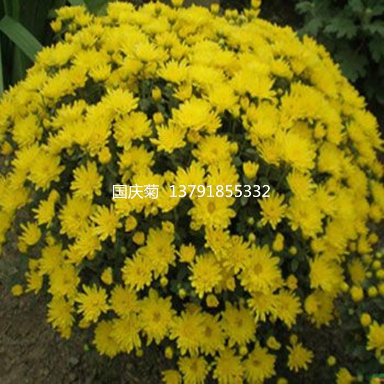 山东潍坊国庆菊  青州花卉草本国庆菊  大量批发便宜国庆菊