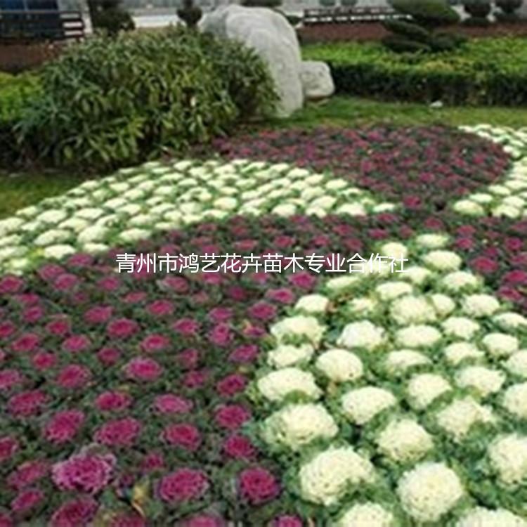 大量批发羽衣甘蓝  一二年生青州草本花卉花坛园林观赏羽衣甘蓝