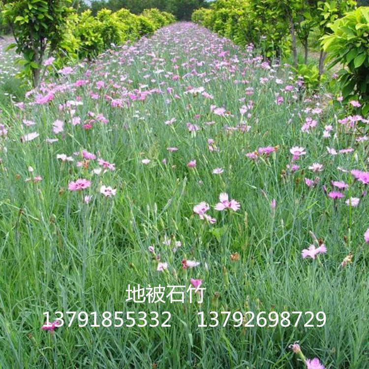 量大优惠地被石竹 宿根花卉基地  地被石竹 盆栽地被石竹