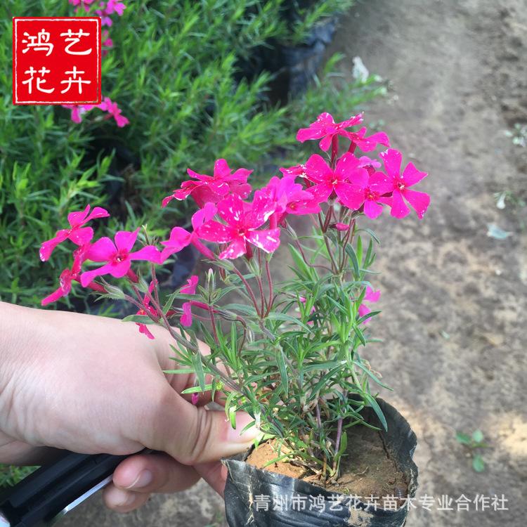 芝樱批发 青州宿根花卉 芝樱花海基地  切花盆栽花坛景观工程
