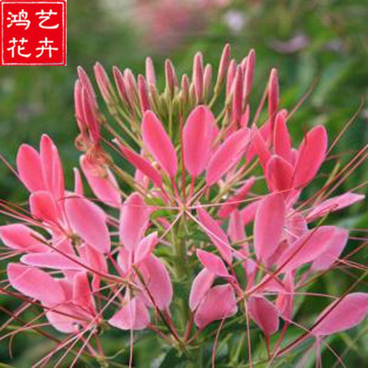 批发草花醉蝶花 宿根花卉花色艳丽 花海工程园林绿化用醉蝶花