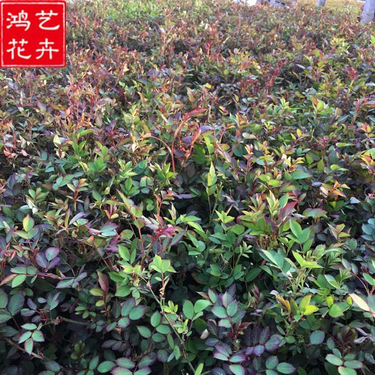 丰花月季花苗 花坛盆栽庭院摆设 批发藤本月季