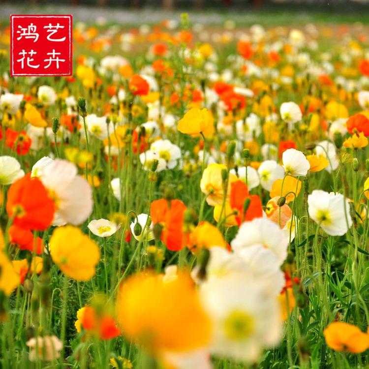 大量批发虞美人 盆栽花坛 园林工程 草花基地 批发东方虞美人