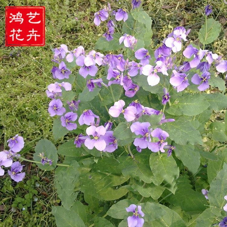 大量批发二月兰 二月兰花坛 盆栽 青州宿根花卉基地 批发二月兰