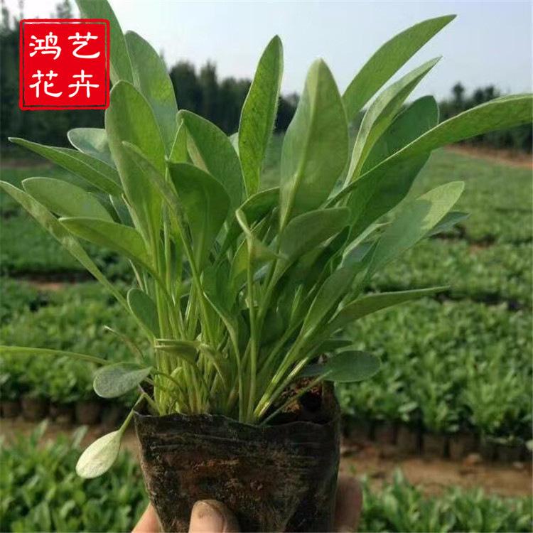 定制花海 多年生大花金鸡菊种子厂家直销草花花卉种子 剑叶金鸡菊