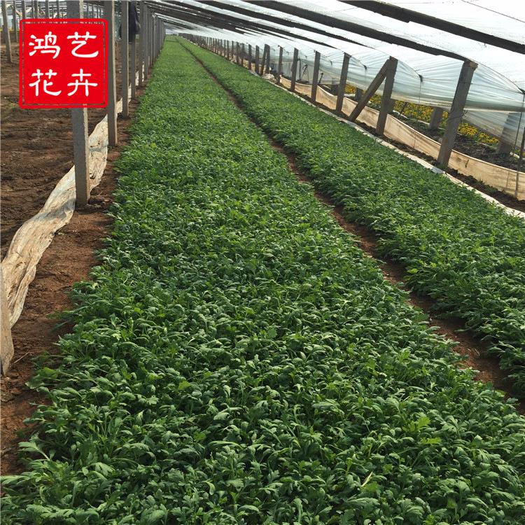 厂家直销花卉花卉 东方虞美人 冰岛虞美人 品种齐全 量大优惠