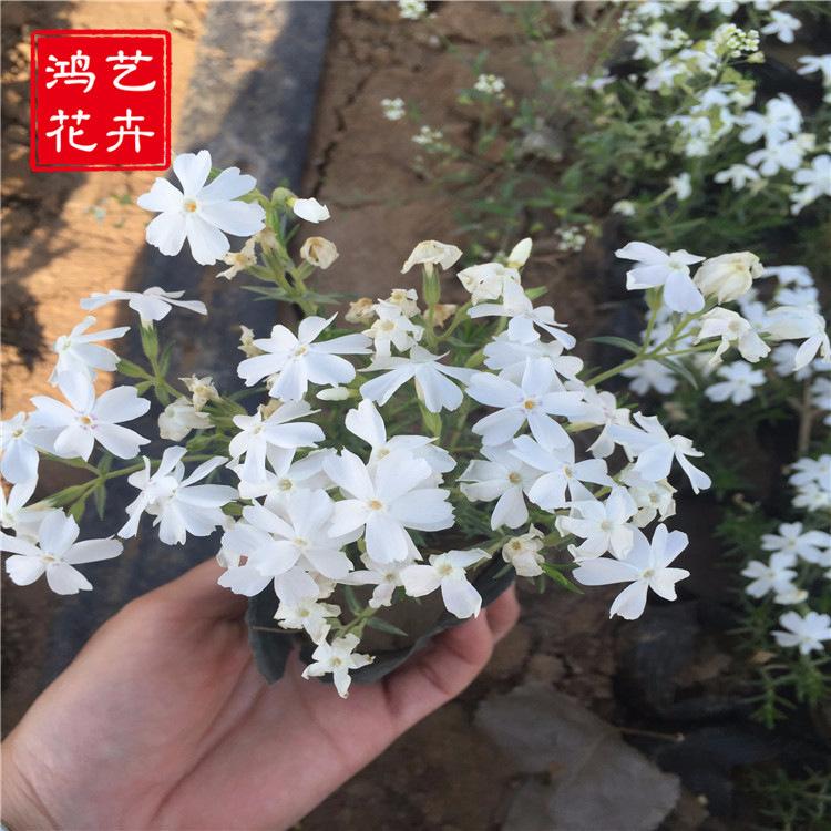 芝樱花海多花色地被植物庭院植物时令花卉批发芝樱种子草花种子