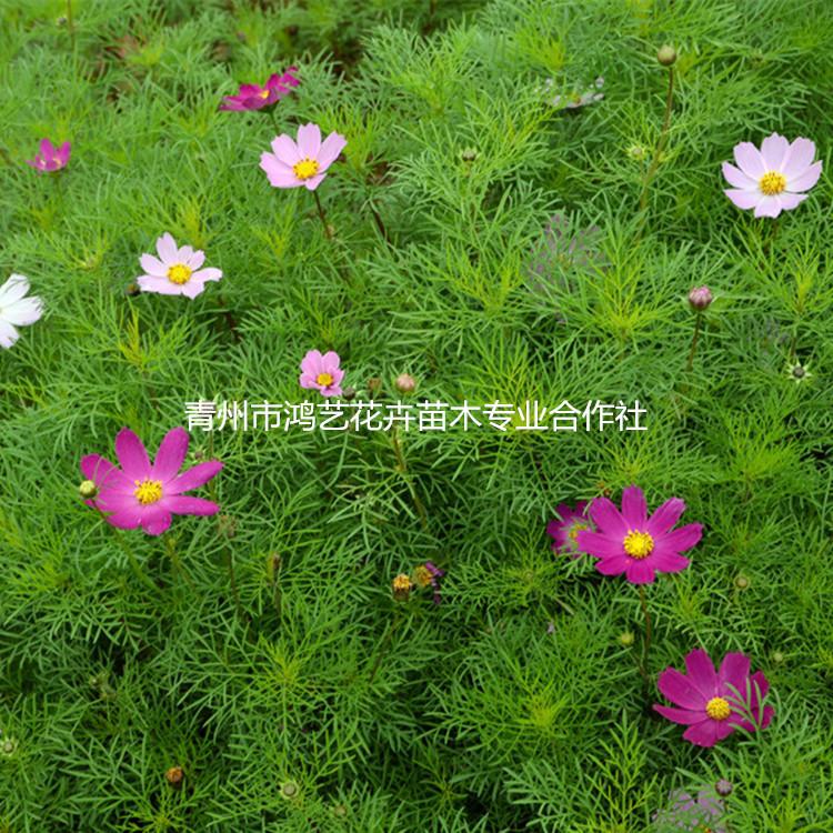 多年生草本波斯菊 优惠中的波斯菊  青州宿根地被波斯菊基地