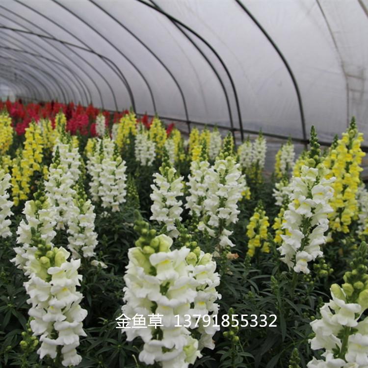 大量批发金鱼草 出售公园花坛盆栽金鱼草 批发一二年生花卉金鱼草