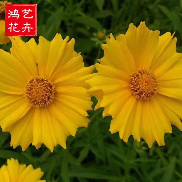 盆栽金鸡菊  宿根花卉金鸡菊 大量批发便宜金鸡菊 一二年生花卉